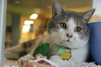 Meet Our Featured Pets