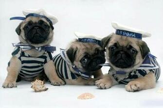 Pug Wallpaper Screensaver Background Cute Puppies I