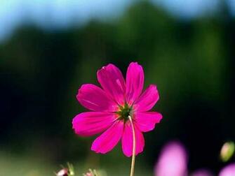 Spring Purple Flower Field HD Wallpaper