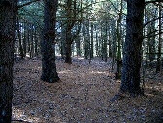 Best Black Forest Path Wallpaper Me