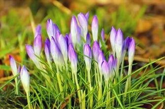 Purple Spring Flowers Stock Photo HD Public Domain Pictures