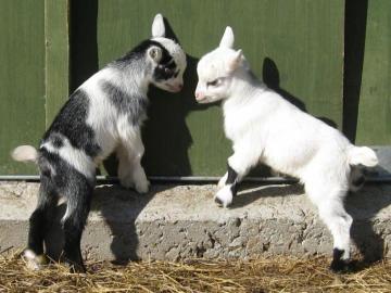 Baby Goat Wallpaper