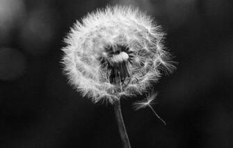 Alf Img Showing Black And White Dandelion Wallpaper