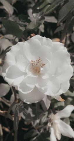 White Flower Aesthetic Wallpaper