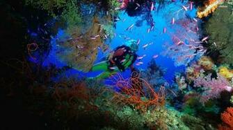 Scuba Diver Wallpaper HD