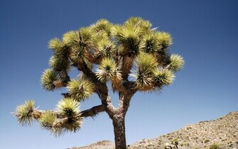 Joshua Tree National Park Computer Wallpaper Desktop Background