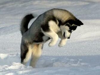 Husky Wallpaper Siberian Desktop
