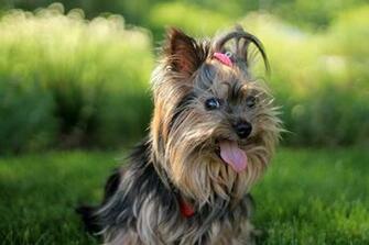 Yorkshire Terrier Wallpaper X Net