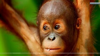 Monkey Face Closeups Wallpaper