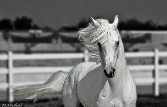 Beautiful Wallpaper White Horse