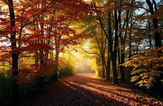 Autumn Wallpaper
