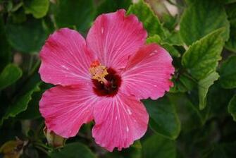 Tropical Flowers