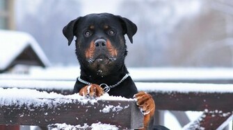 Rottweiler Wallpaper