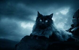 Black Cat Wallpaper Website Templates Bz