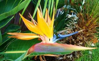 Bird Of Paradise Flowers Photo