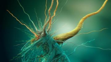 Photos Of The Microorganism Under Magnification Wallpaper And