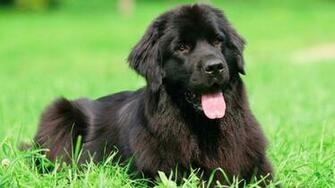 Newfoundland Dog Wallpaper For Desktop Full HD