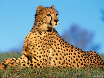 Leopard Animal Background HD Wallpaper