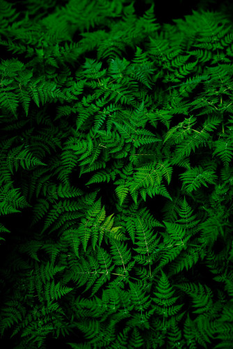 Green Wallpaper HD Hq