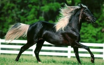 Beautiful Horse Horses Wallpaper
