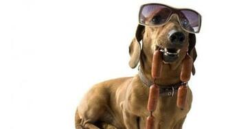 Category Animals HD Wallpaper Subcategory Dogs