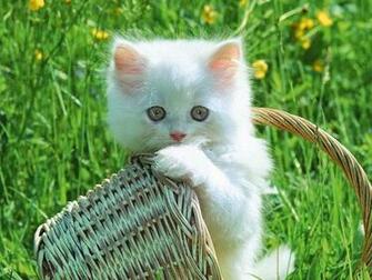 Beautiful HD Wallpaper U Cute Cats