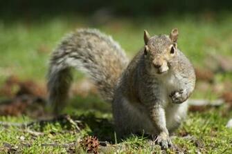 Squirrel Computer Wallpaper Desktop Background Id