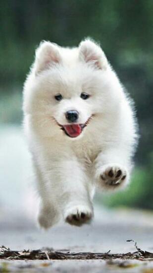 Running White Dog Wallpaper iPhone