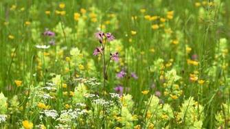 Summer Wildflowers Wallpaper