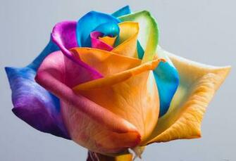 Wallpaper Nature Pink Hot Roses Popular Pretty