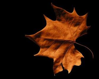 Brown Leaf Wallpaper