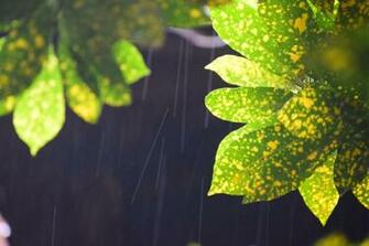 Closed Up Photo Of Green And Yellow Croton Plant Stock