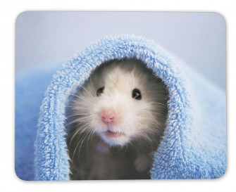 Funny Hamster Wallpaper