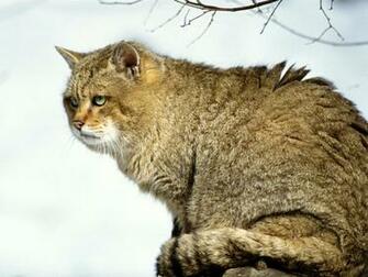 Cat Big Bushy Wild Stock Photos Image HD Wallpaper