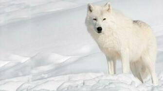 The Arctic Wolf Interesting Facts Photographs Wildlife