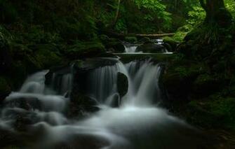 Wallpaper Greens Forest Water Landscape Nature The Dark