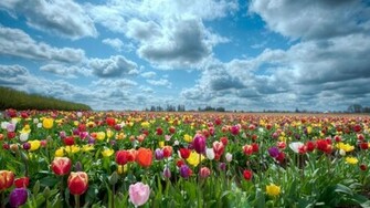 HD Wallpaper Field Of Flowers Background Jpg