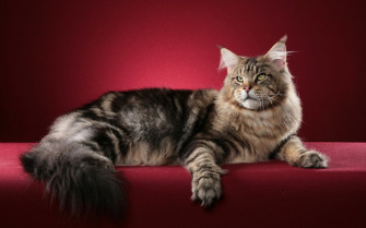 Maine Coon HD Wallpaper And Background