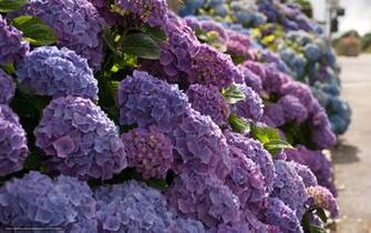 Wallpaper Hydrangea Flowers Shrubs Macro Desktop