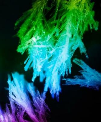 Colorful Cactus