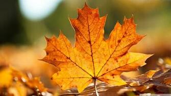 Autumn Maple Leaves HD Wallpaper