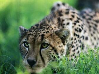Photo Comp And Wallpaper Animals Pictures