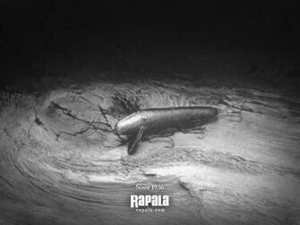 Rapala Wallpaper