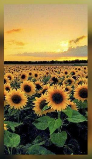 Kar3n On Jehovah S Awesome Creation Sunflower