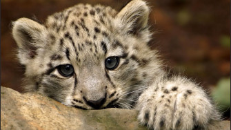 Cute Snow Leopard X HDtv 1080p Wallpaper