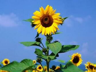Main Sunflower Screensaver Screensavers