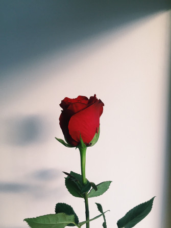 Rose iPhone Aesthetic Wallpaper 4k