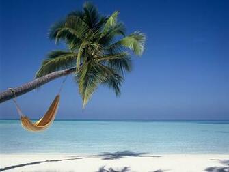 Palm Tree Beach Wallpaper Image Gallery