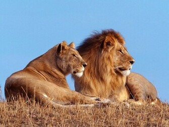 The Best Top Desktop Lion Wallpaper HD Jpg