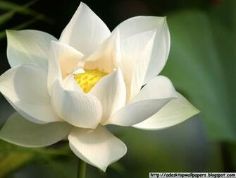 Lotus Flower Desktop Wallpaper Pc